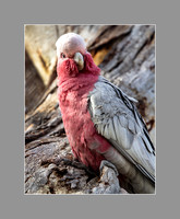 Galahs-4