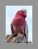 Galahs-3