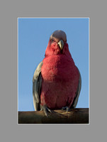 Galahs-6