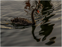 _MG_2965-Edit-Edit-2